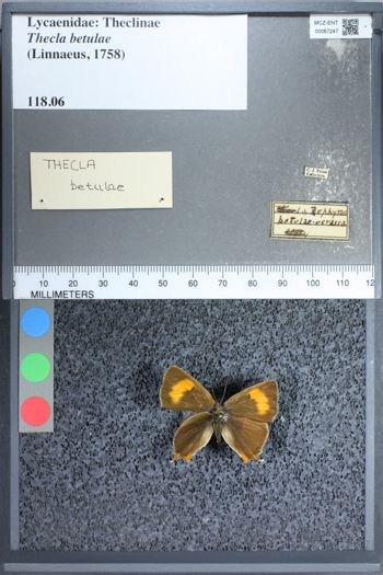 Media type: image;   Entomology 67247